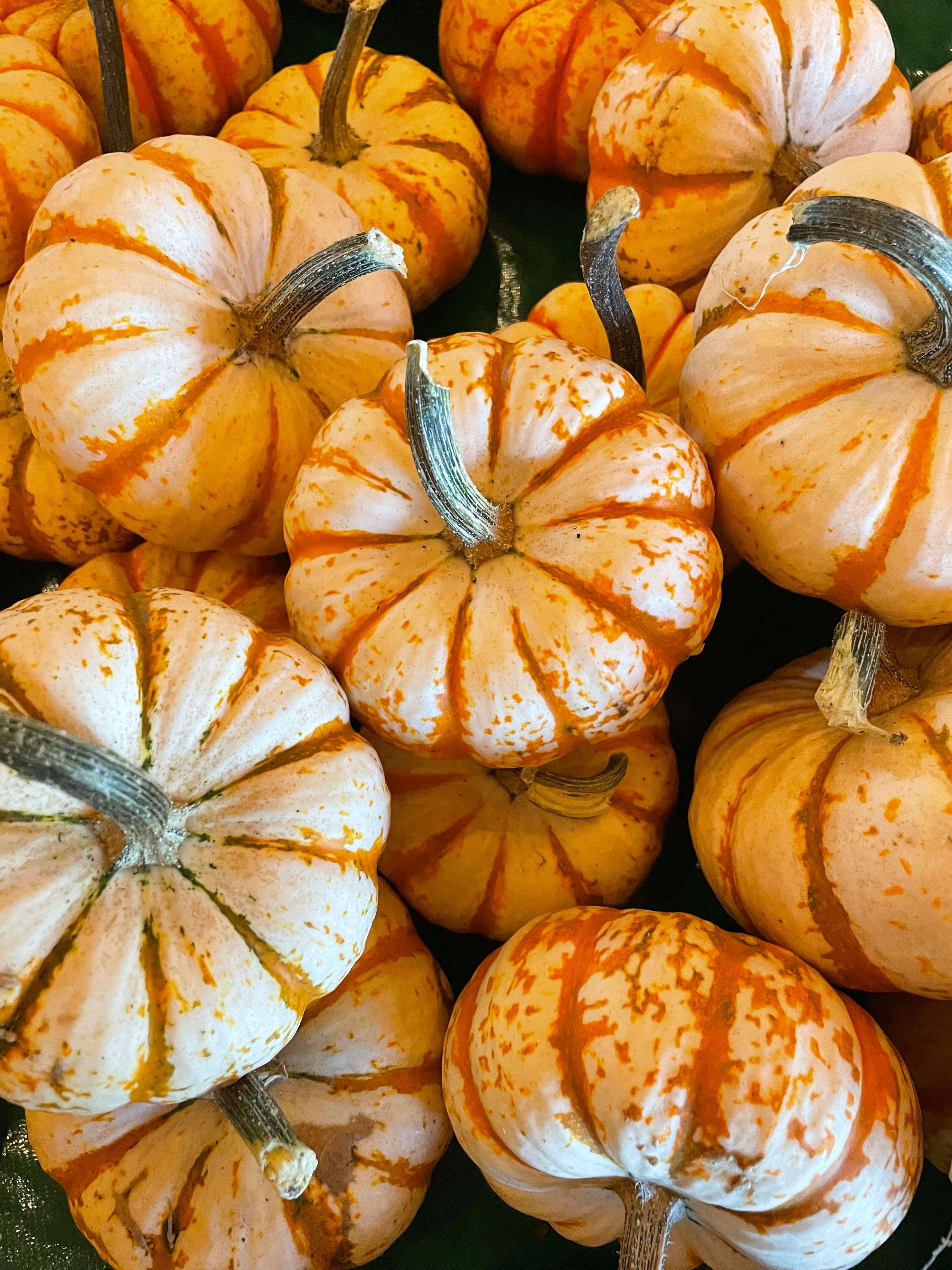 Vibrant Autumn Gourds in Close-Up View · Free Stock Photo