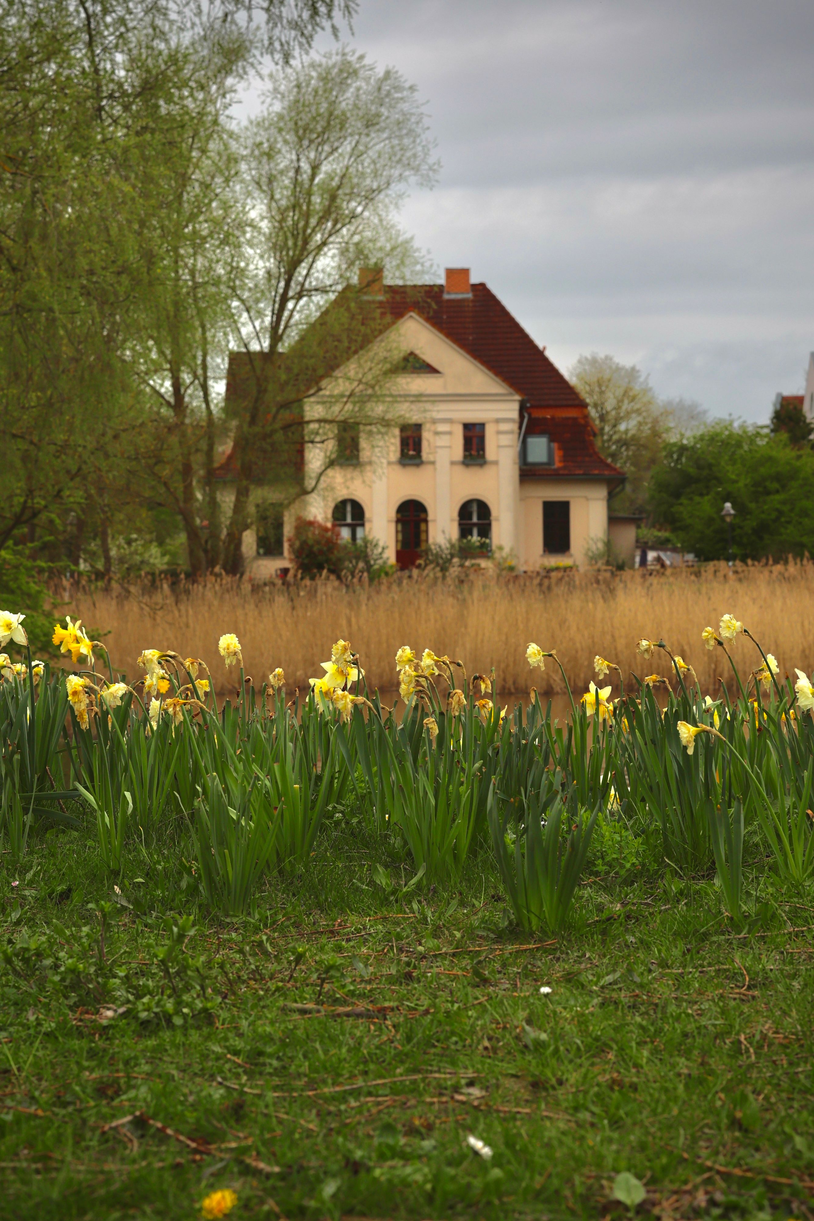 Beautiful country house in Stralsund, Germany, surrounded by spring daffodils and lush greenery.