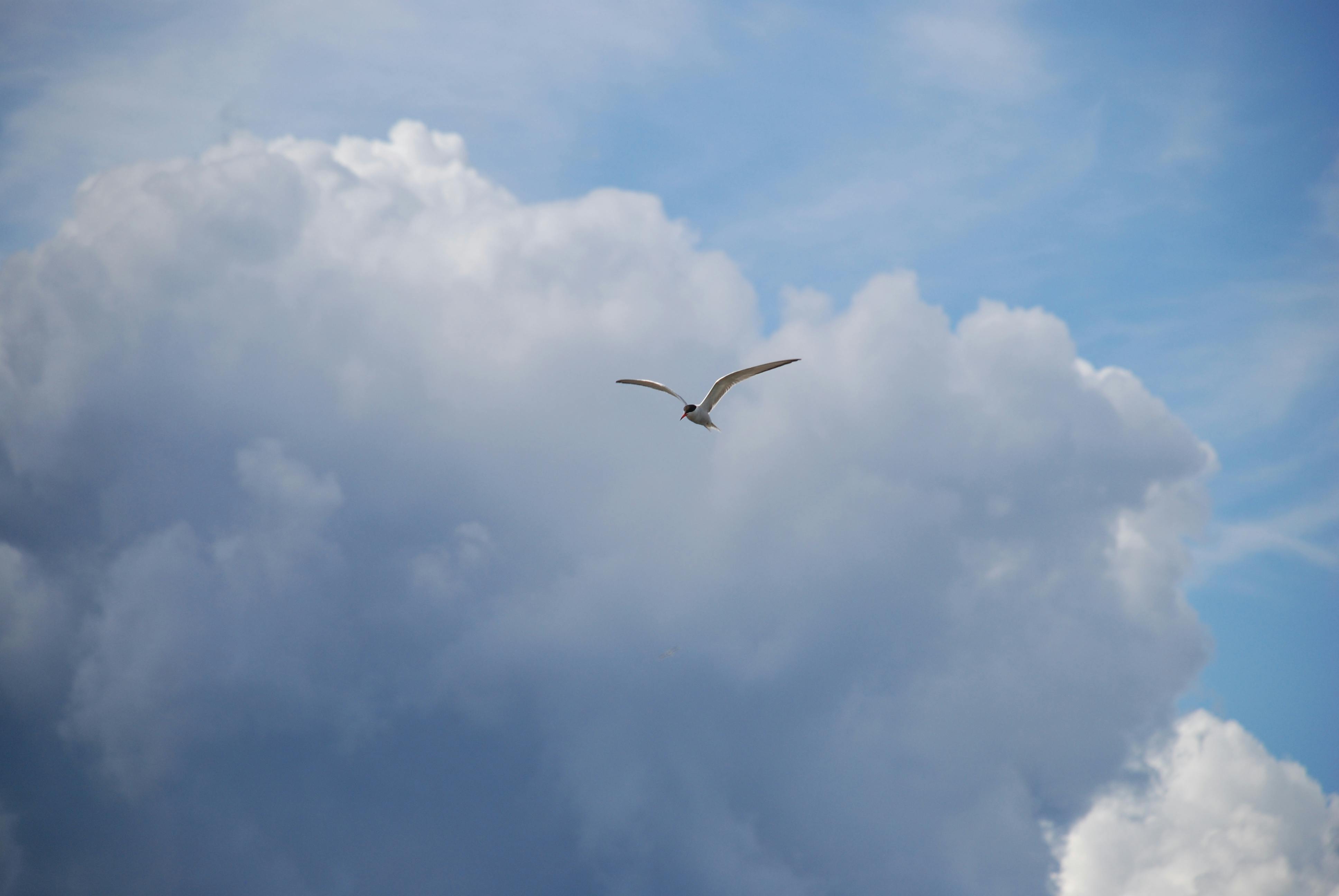 Imagem impactante mostrando pulgas no pelo de um animal de estimação.