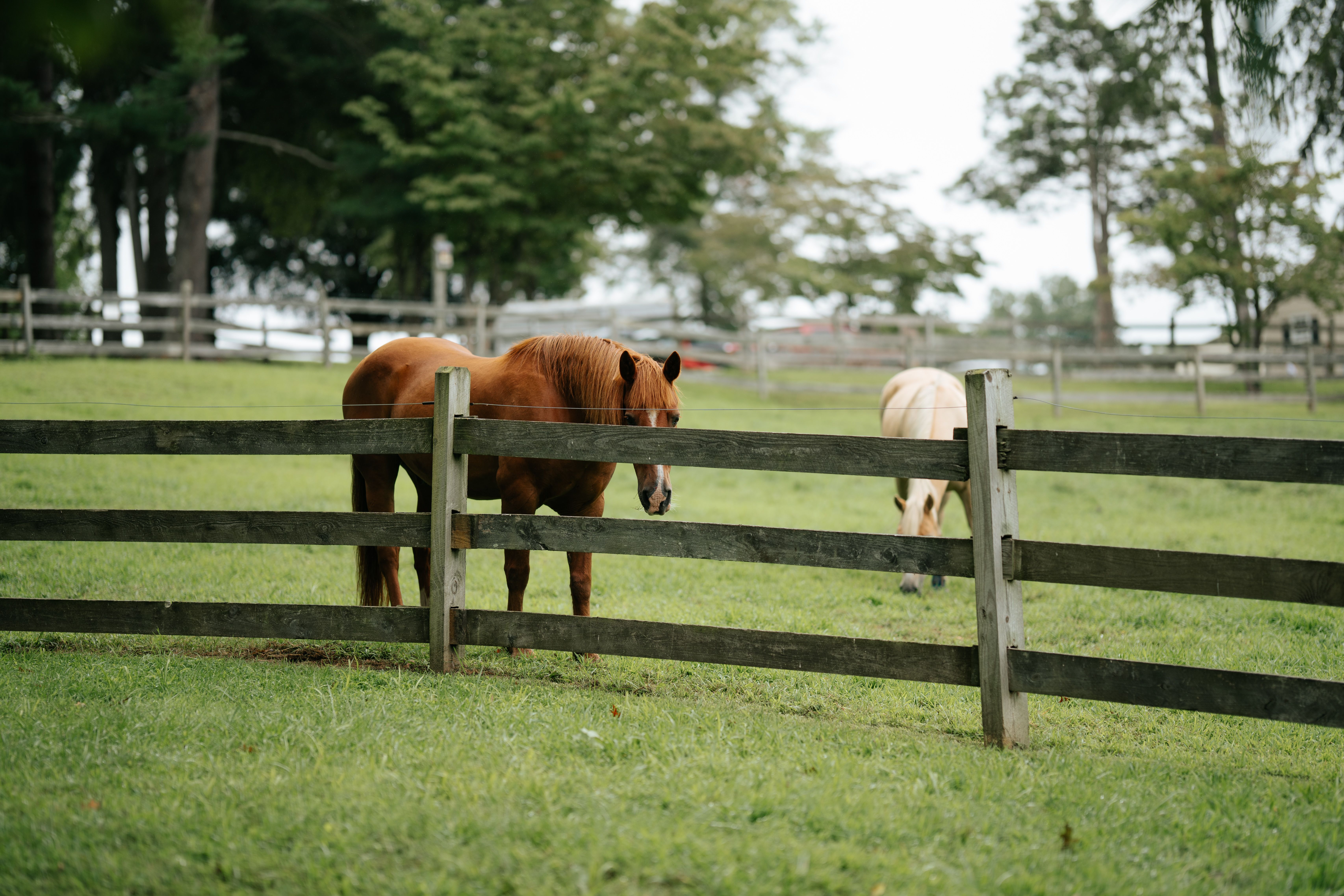 Top Lexington, KY Birthday Freebies With No Purchase Necessary: Safe Entry Guide