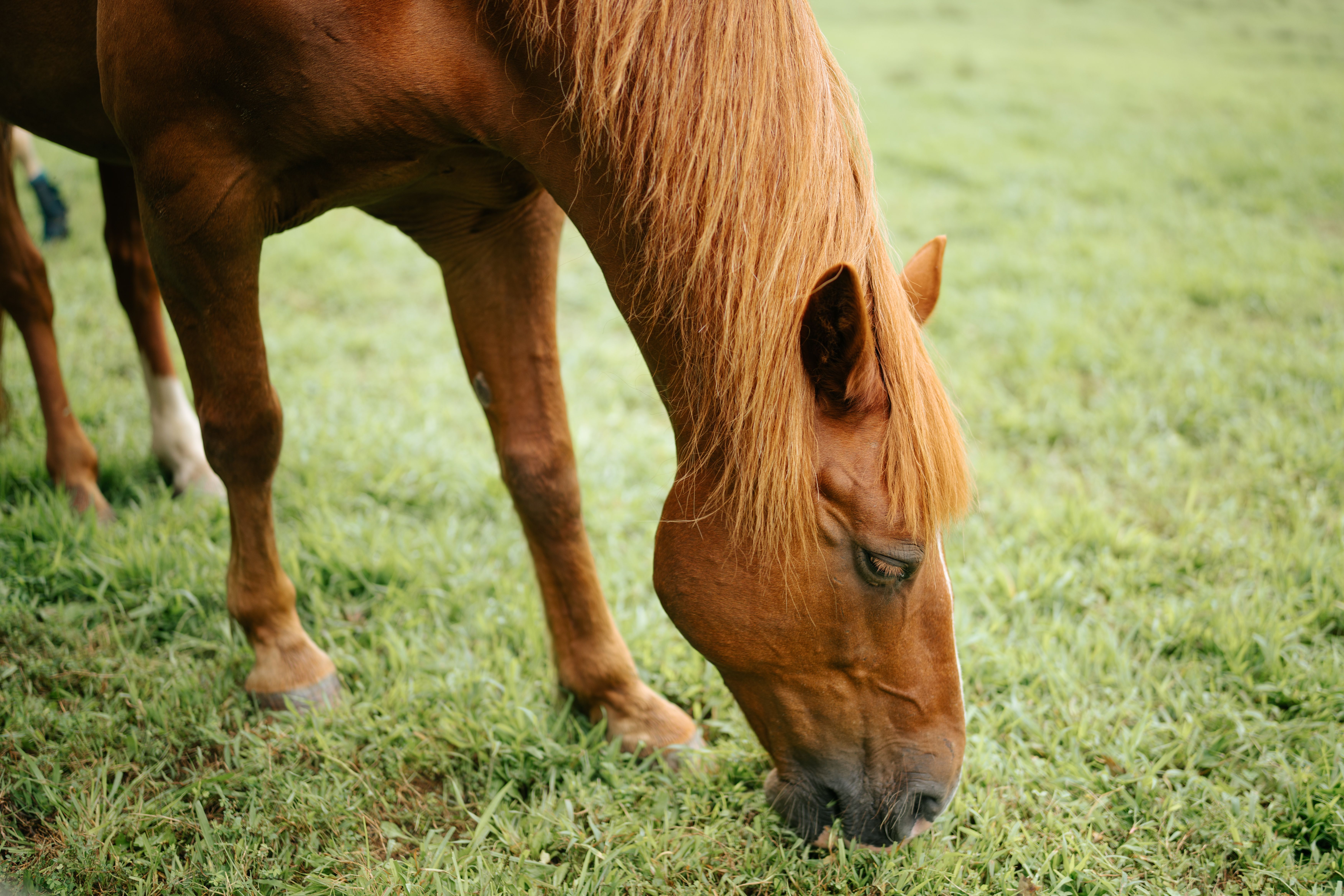 Brown Horse Grazing on Lush Green Pasture · Free Stock Photo