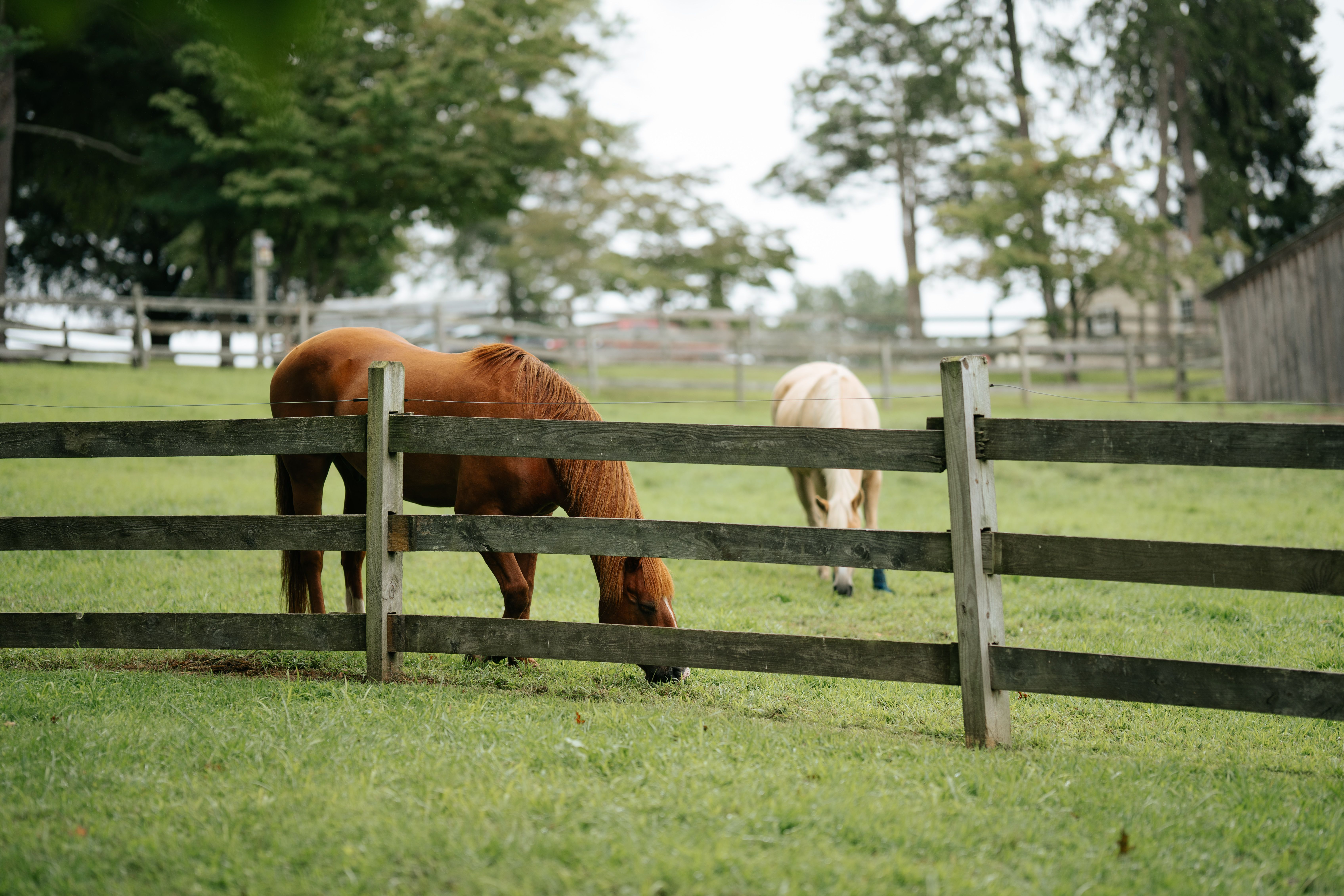 Two horses grazing in a calm, fenced pasture on a sunny day, surrounded by greenery.
