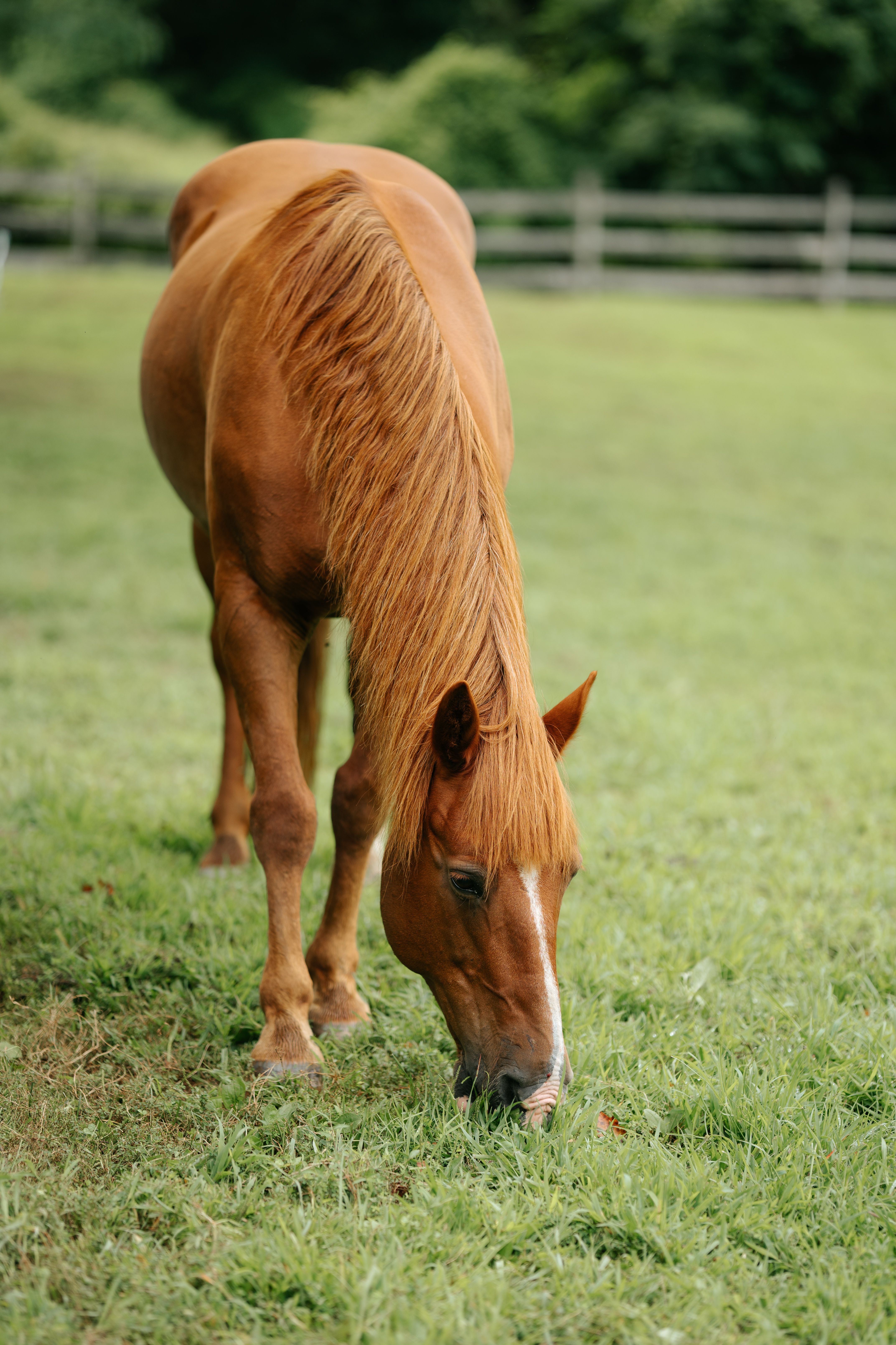 Serene Chestnut Horse Grazing in a Pasture · Free Stock Photo