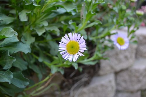 Free Vibrant purple daisy with lush green leaves in outdoor garden. Stock Photo