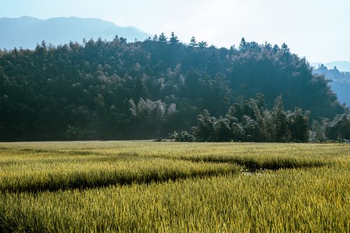 Free Lush green rice field against misty hills and blue sky, a tranquil nature scene. Stock Photo