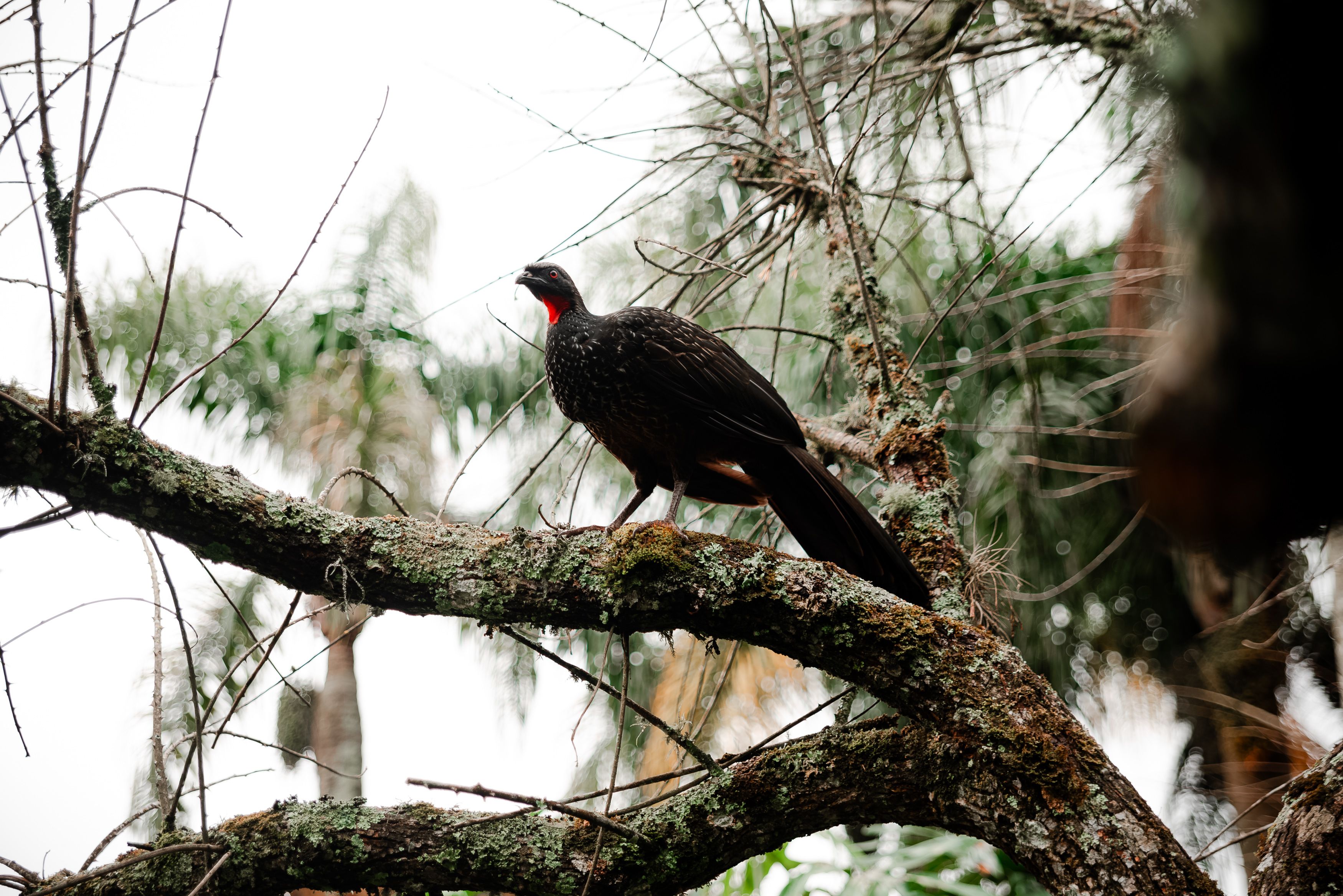 A wild Guineafowl with red neck resting on a tree branch in a lush forest setting.