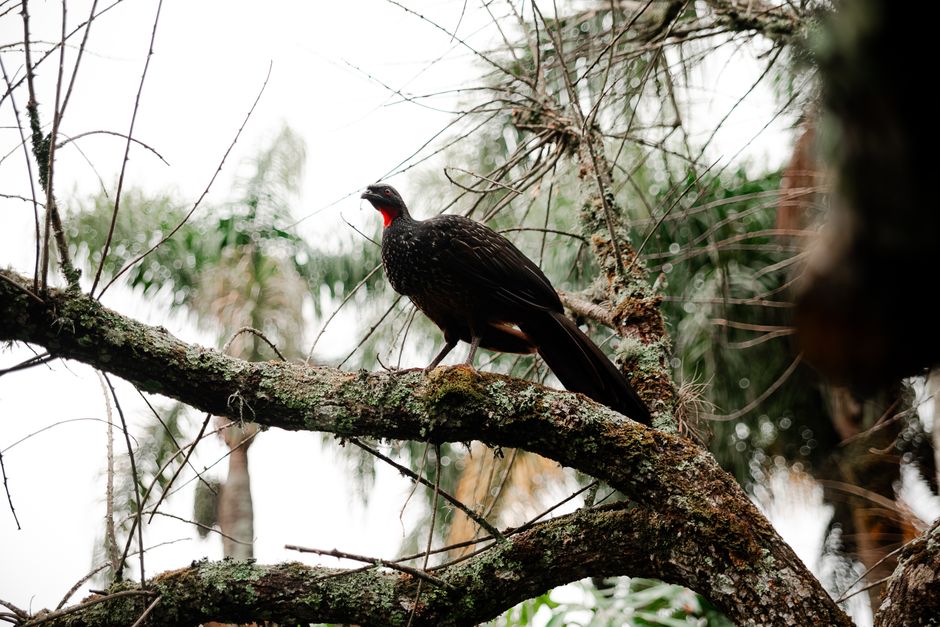 A wild Guineafowl with red neck resting on a tree branch in a lush forest setting.