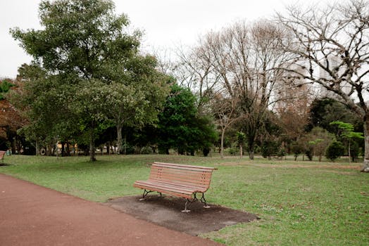 宁静的户外公园环境在季节过渡期间设有树木间的孤独长凳