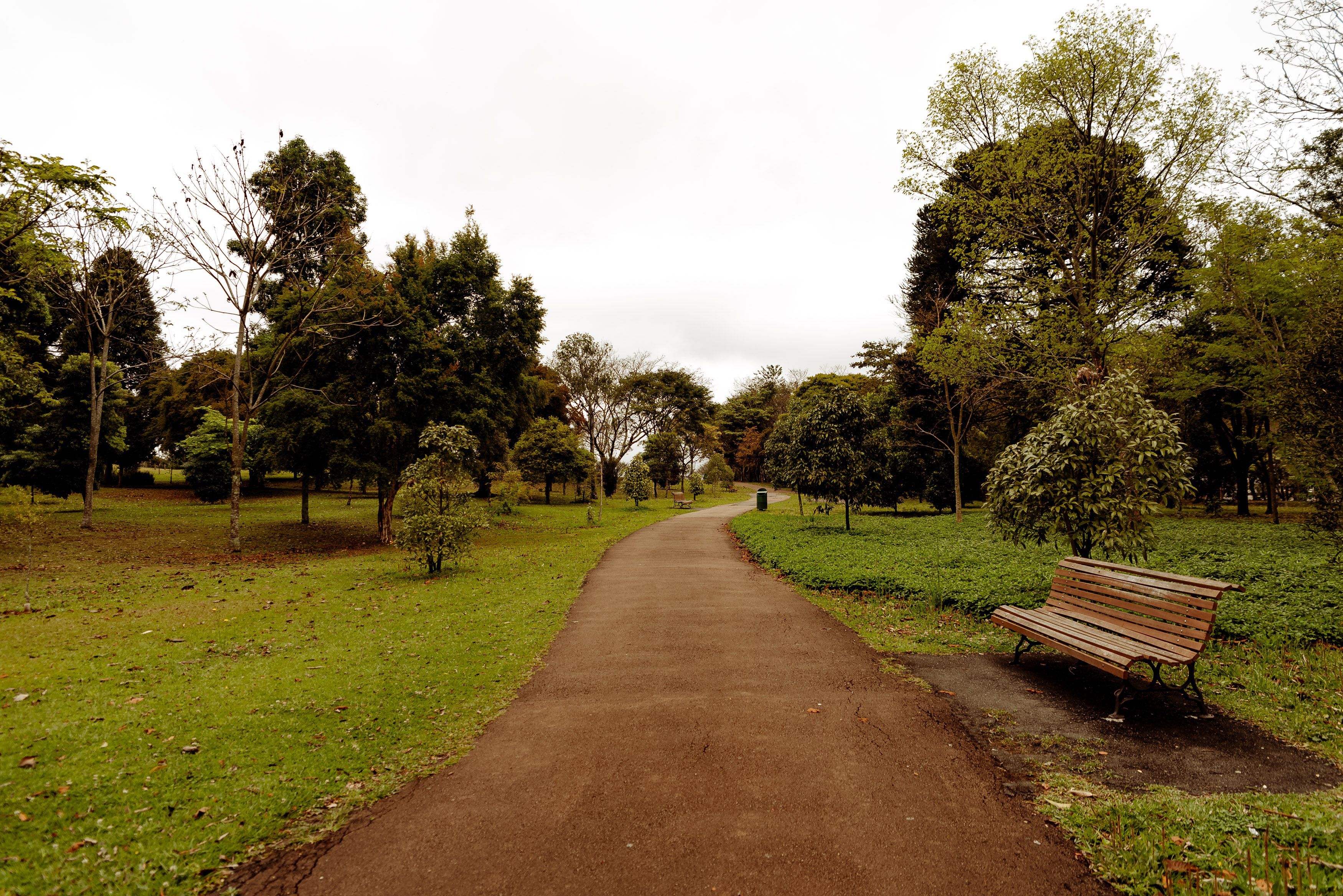 Serene Park Pathway in Lush Green Forest