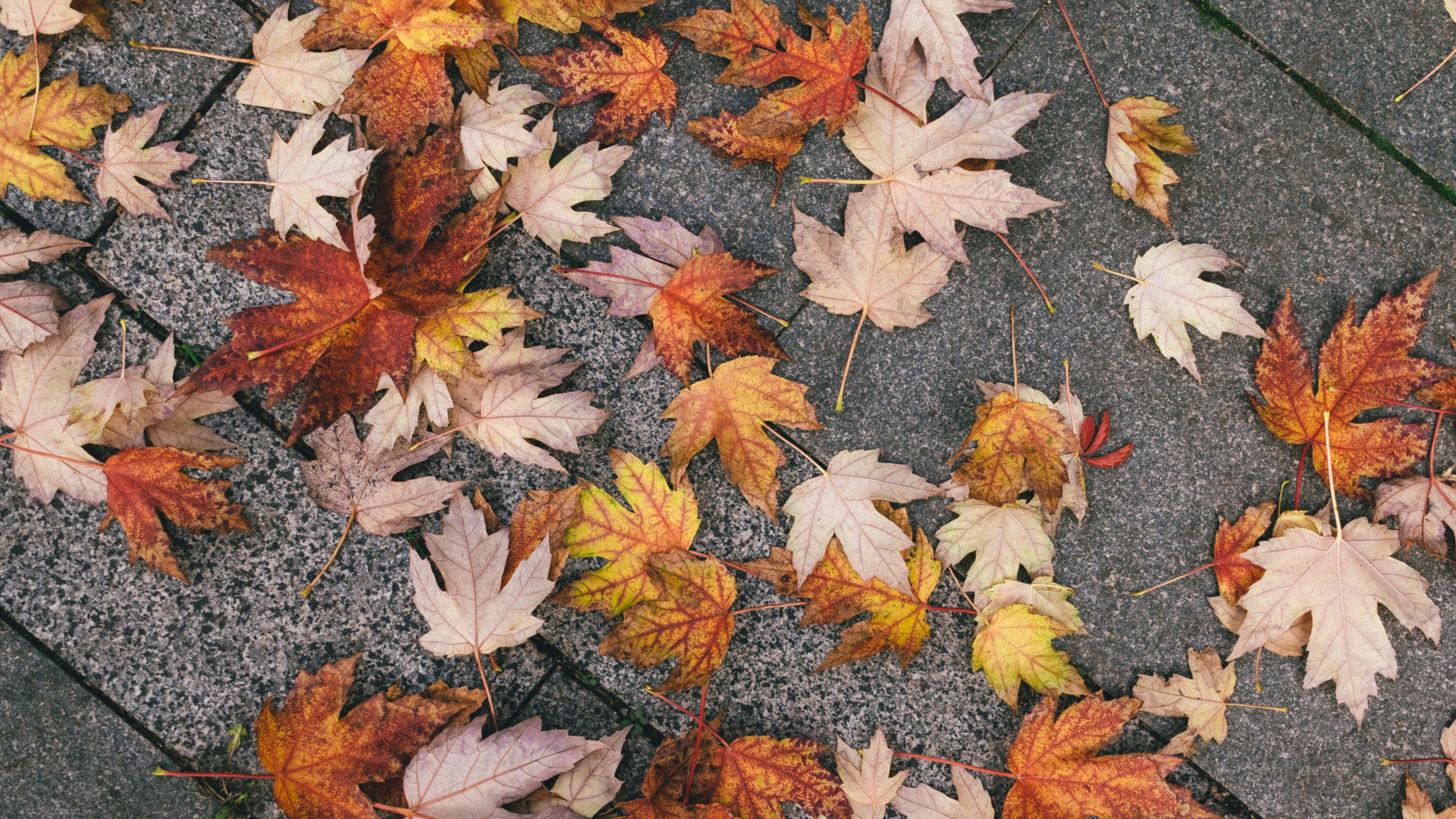 Sharp fall in employee engagement over past two years — Photo by Kris Møklebust on Pexels