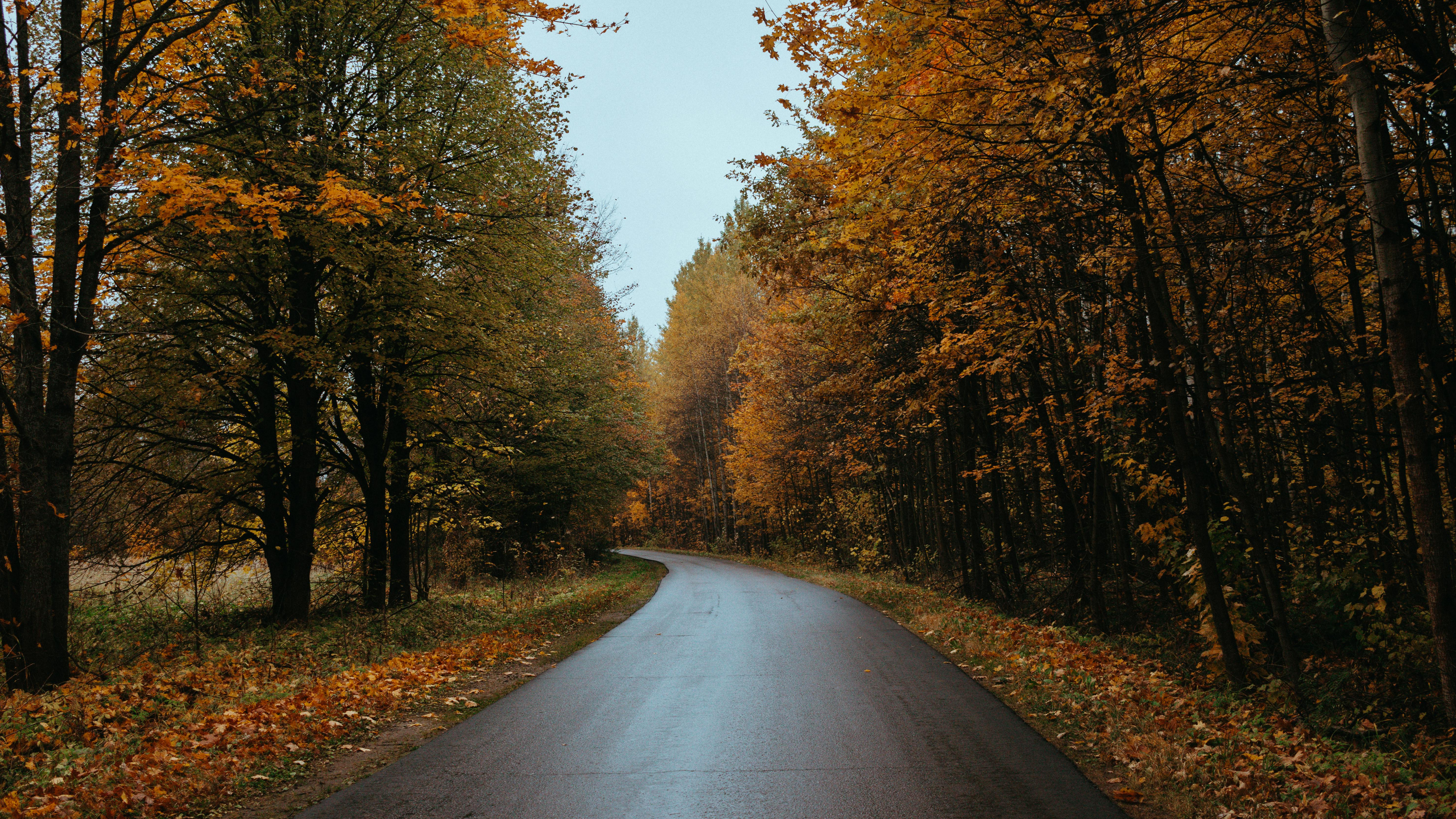 Serene Autumn Road in Forest Landscape · Free Stock Photo, image size:5924x3332