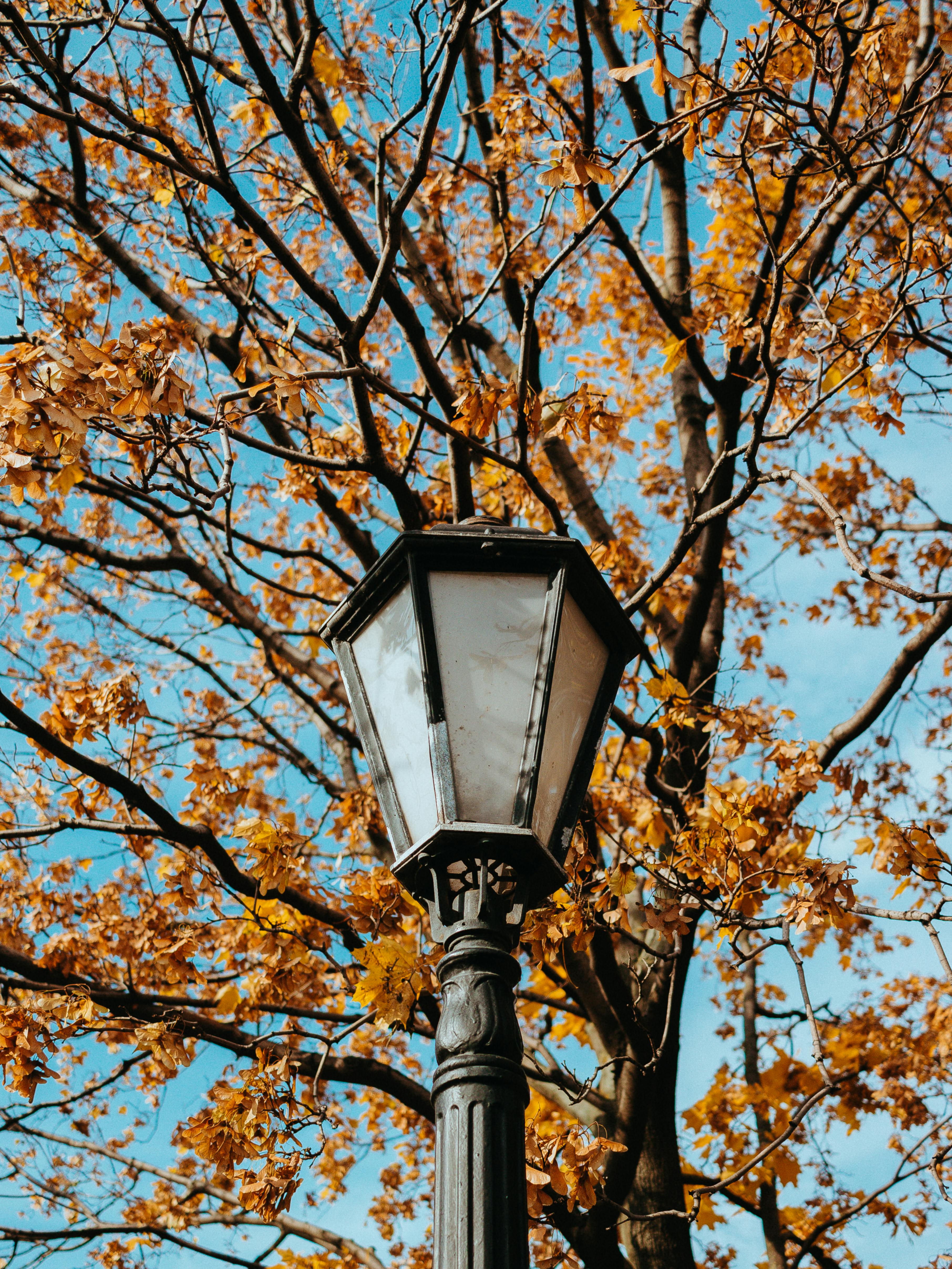 在蔚蓝的天空下，一盏老式的路灯矗立在秋叶的生机勃勃之中