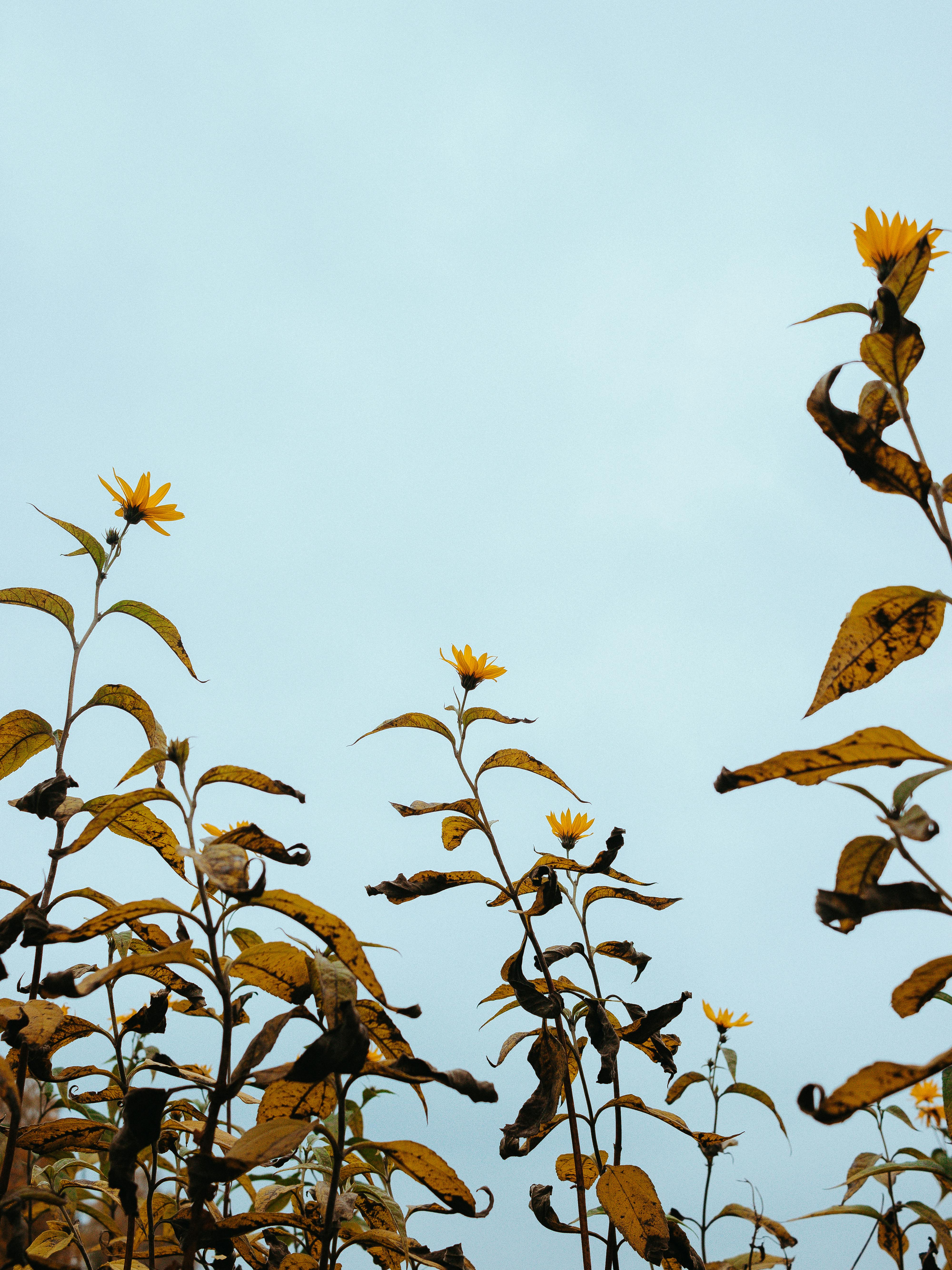 在宁静的户外环境中，高大的黄色野花伸向清澈的蓝天