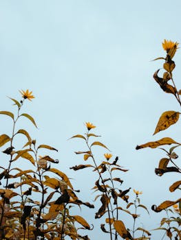 在宁静的户外环境中，高大的黄色野花伸向清澈的蓝天
