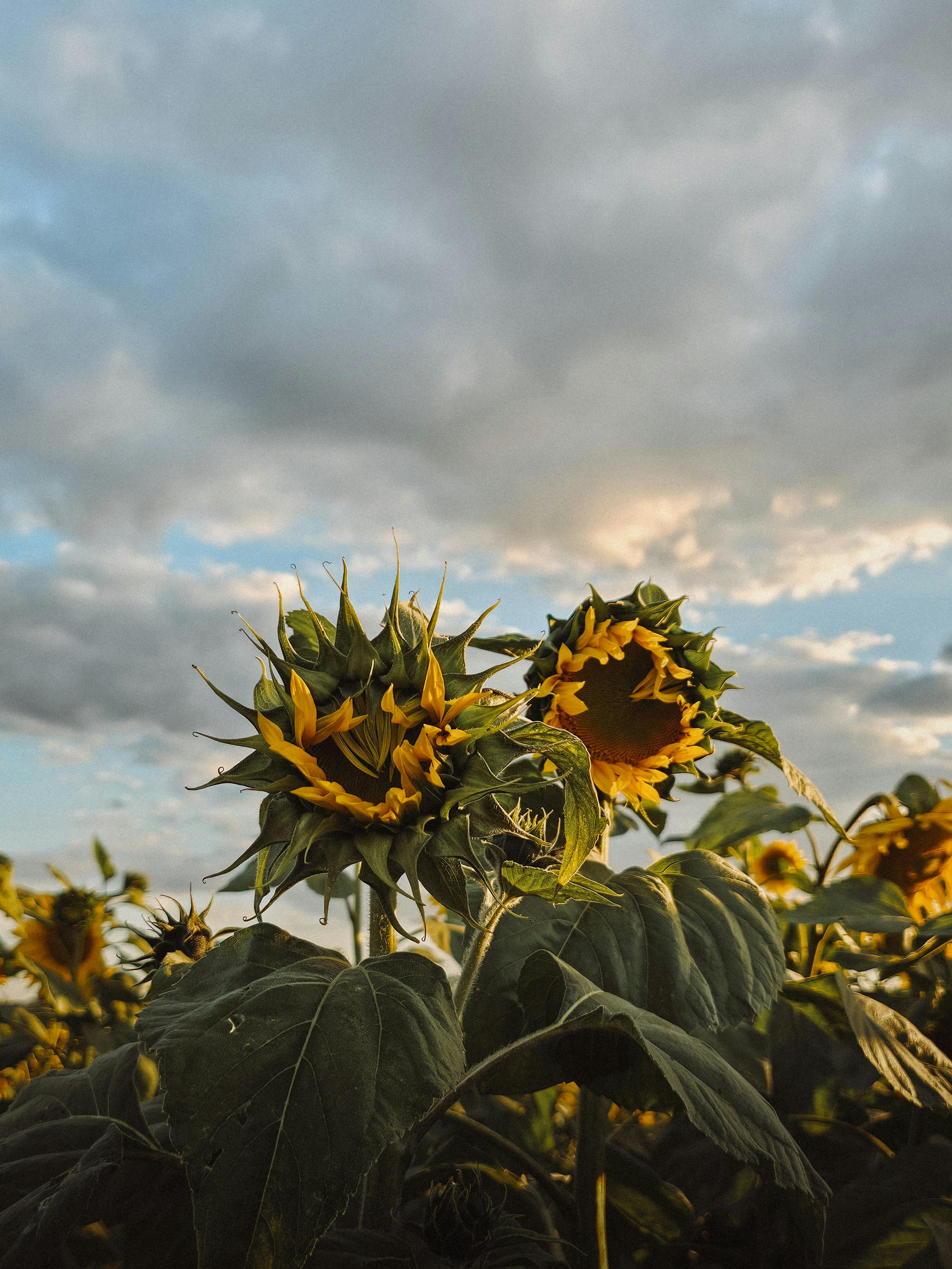 好的，我会根据您的需求进行文本优化