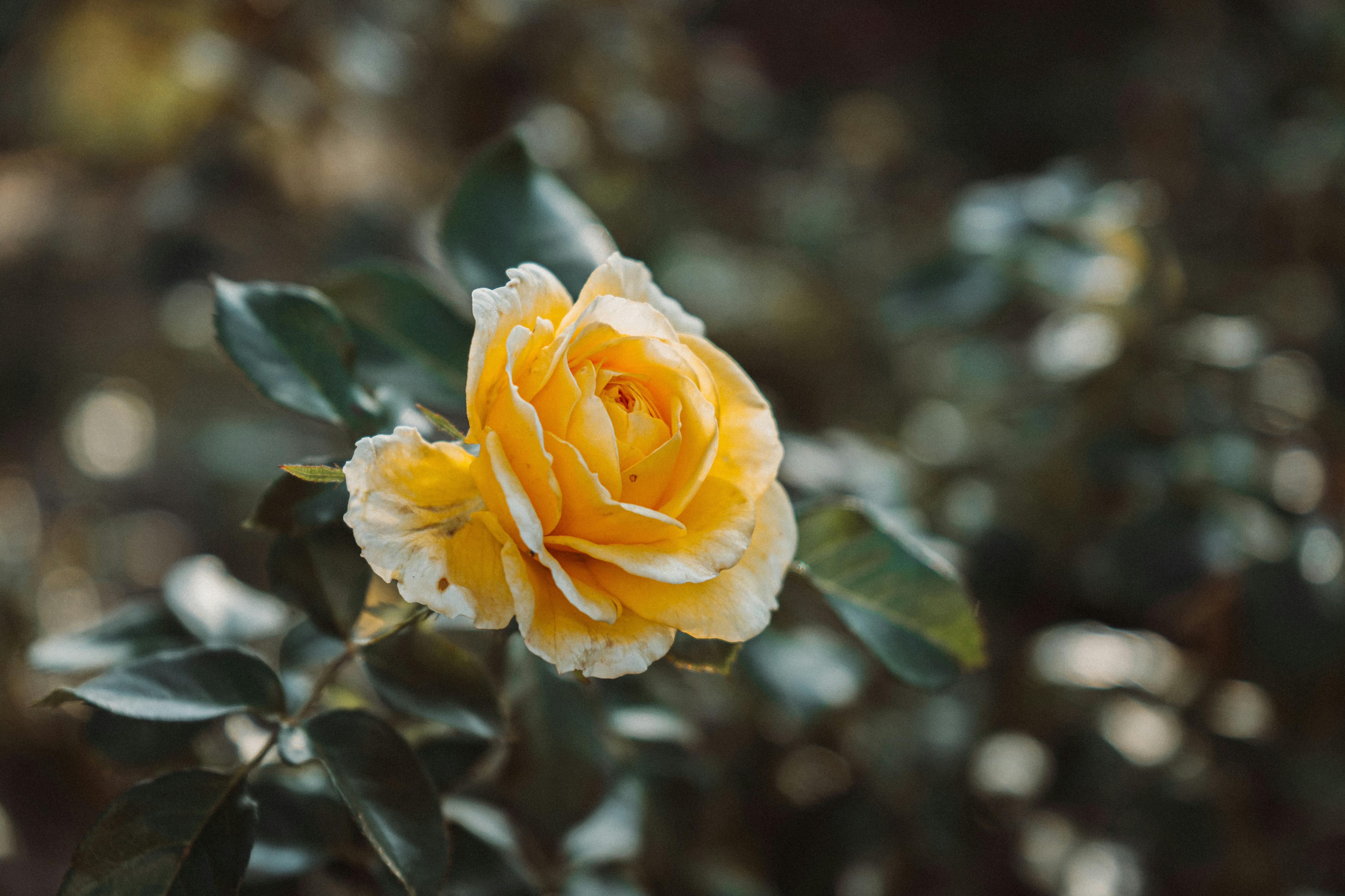 Captivating Memories: How Scent Triggers Powerful Emotions