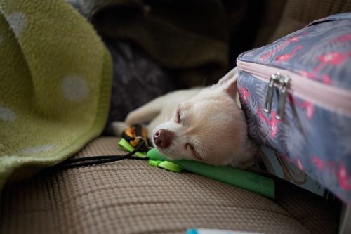 Free A peaceful Chihuahua dog sleeping on a cozy sofa indoors. Stock Photo