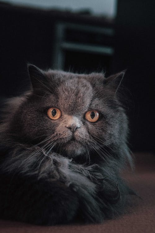 灰色のペルシャ猫