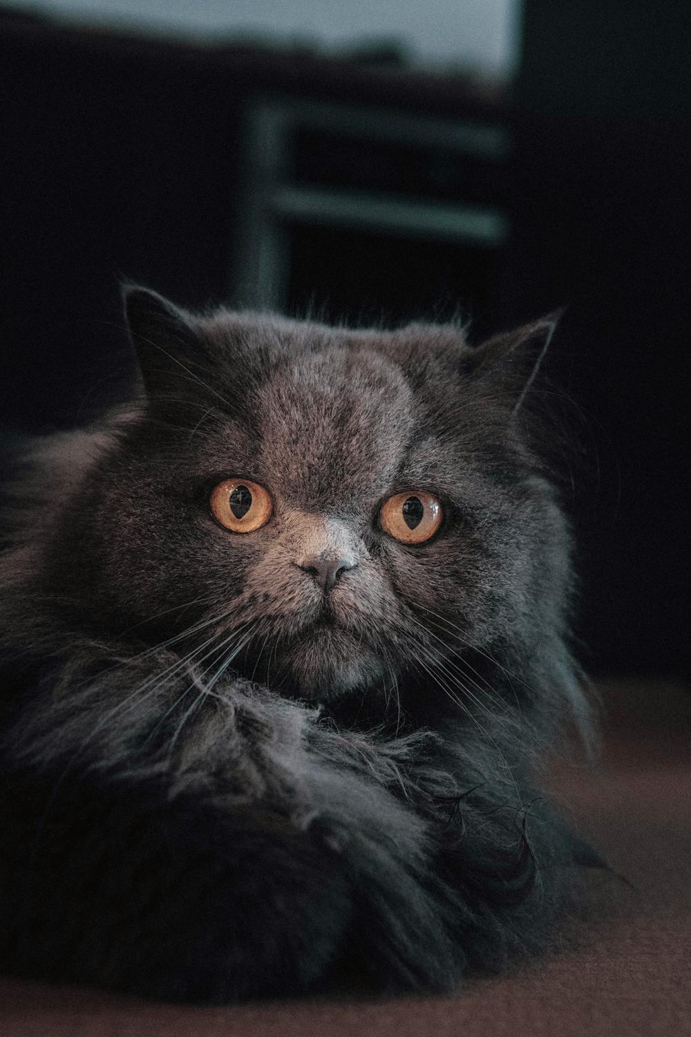Grey Persian Cat · Free Stock Photo