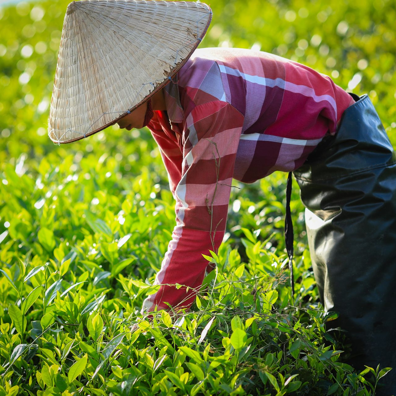 O'sulloc green tea powder