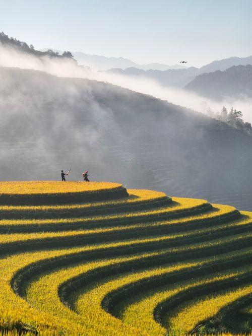 Free Scenic view of farmers working on misty rice terraces during sunrise. Stock Photo