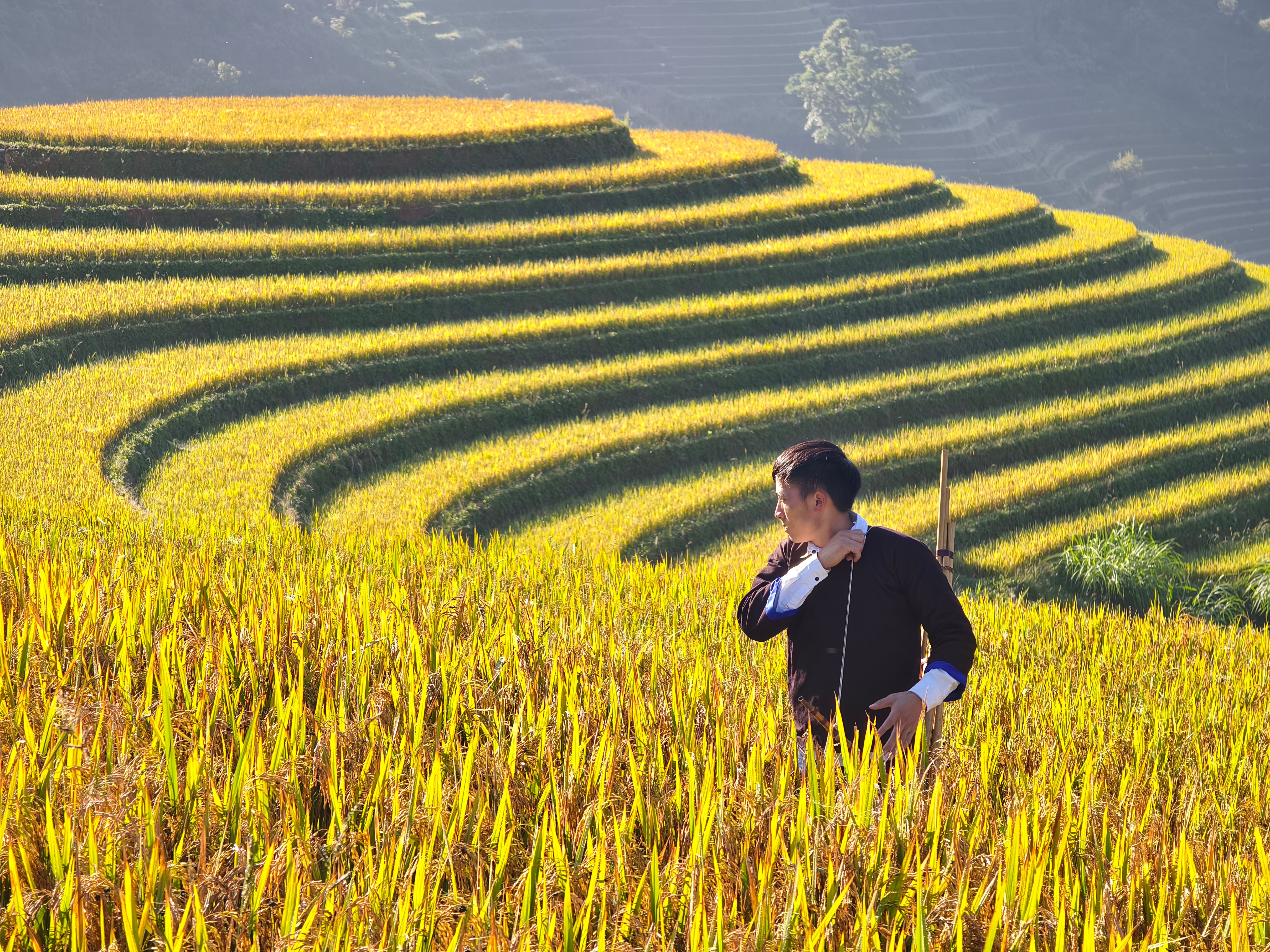A man standing amid golden terraced rice fields under bright sunlight.