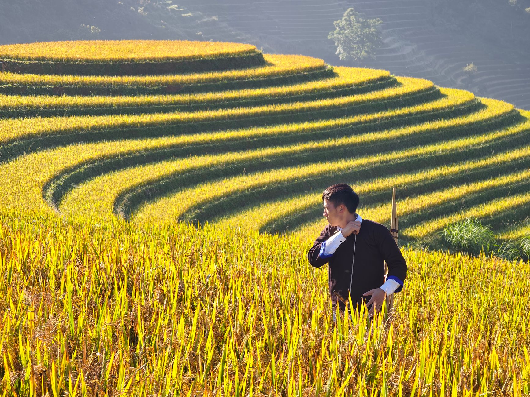 A man standing amid golden terraced rice fields under bright sunlight.