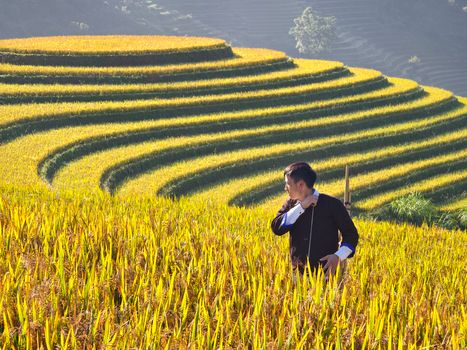 A man standing amid golden terraced rice fields under bright sunlight.