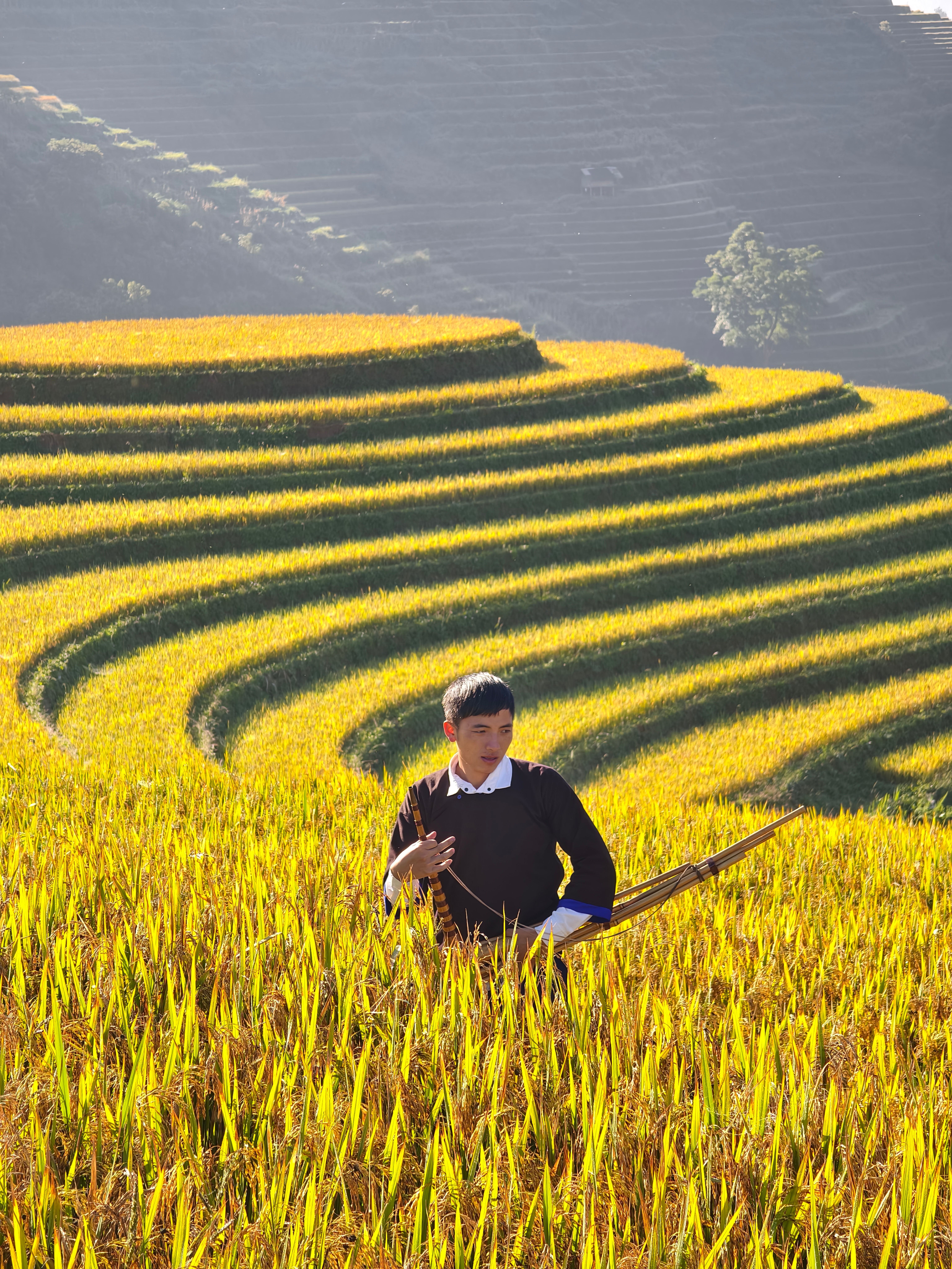 Man Standing in Golden Terraced Rice Field · Free Stock Photo