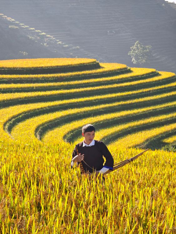View Rice Field Human Man Standing in Golden Terraced Rice Field · Free Stock Photo