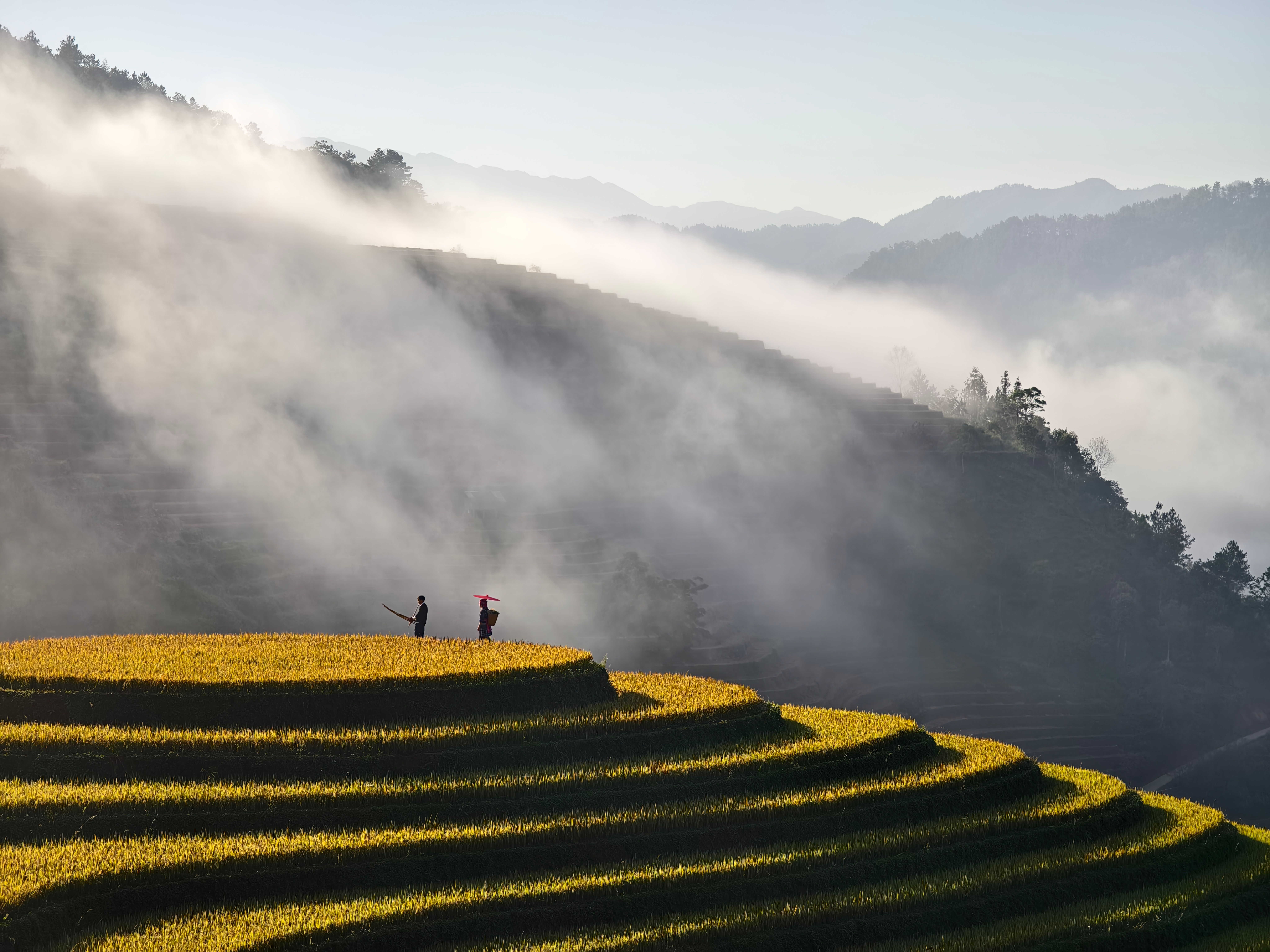 Scenic Terraced Rice Fields in Morning Fog · Free Stock Photo