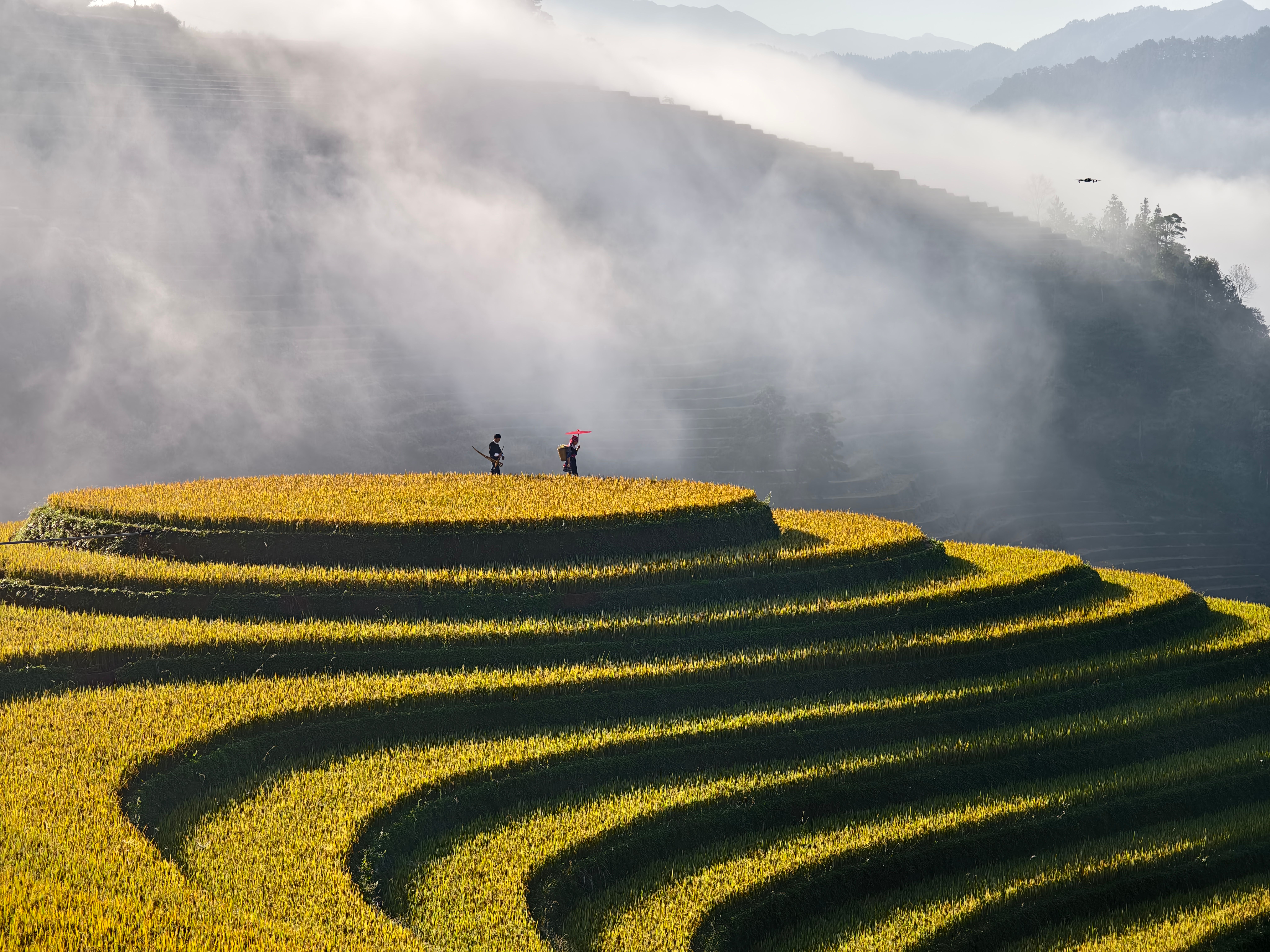 Stunning Terraced Fields in Morning Mist · Free Stock Photo