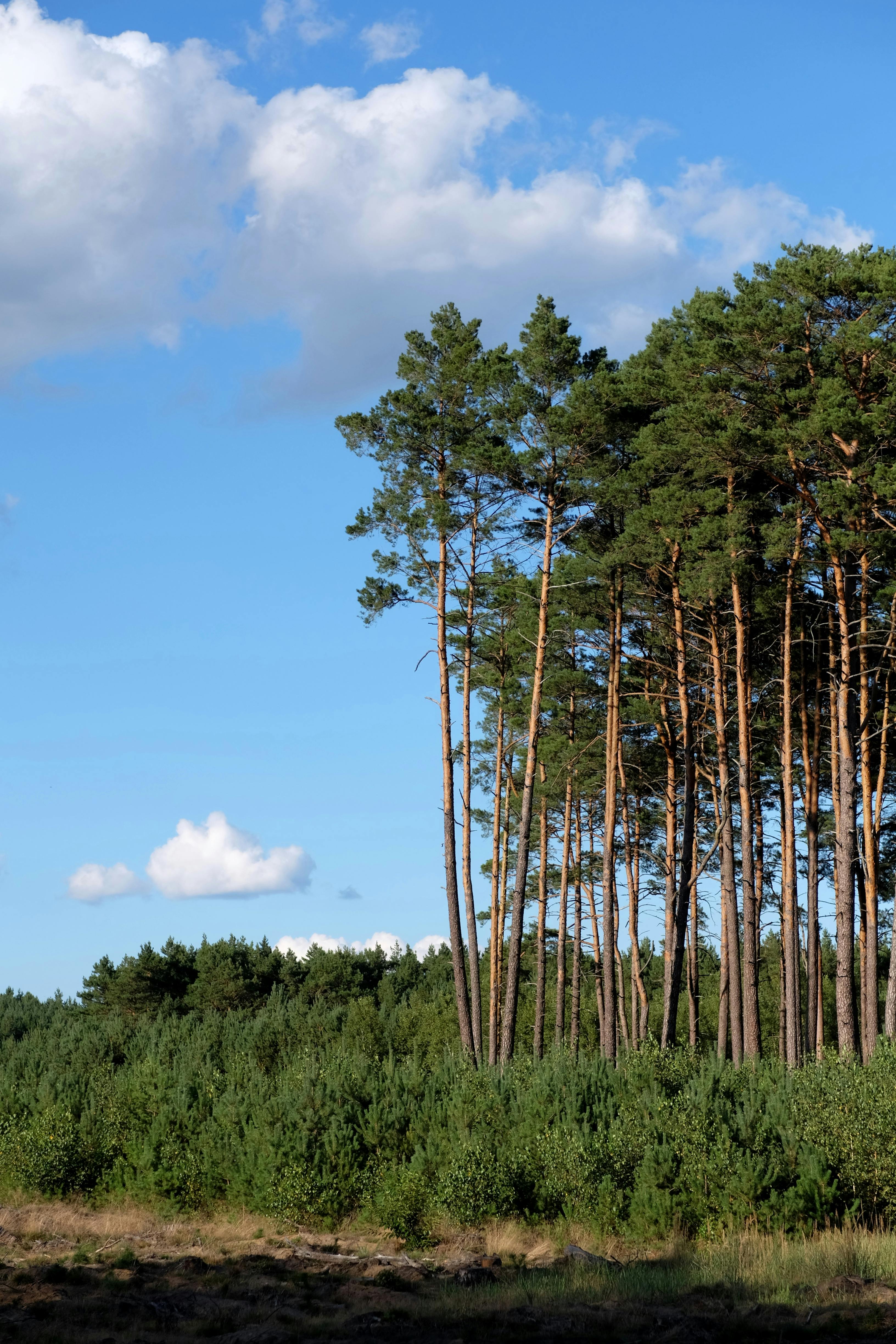 在晴朗的蓝天下，绿树成荫