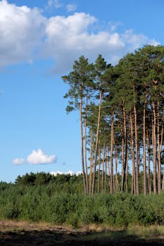 在晴朗的蓝天下，绿树成荫