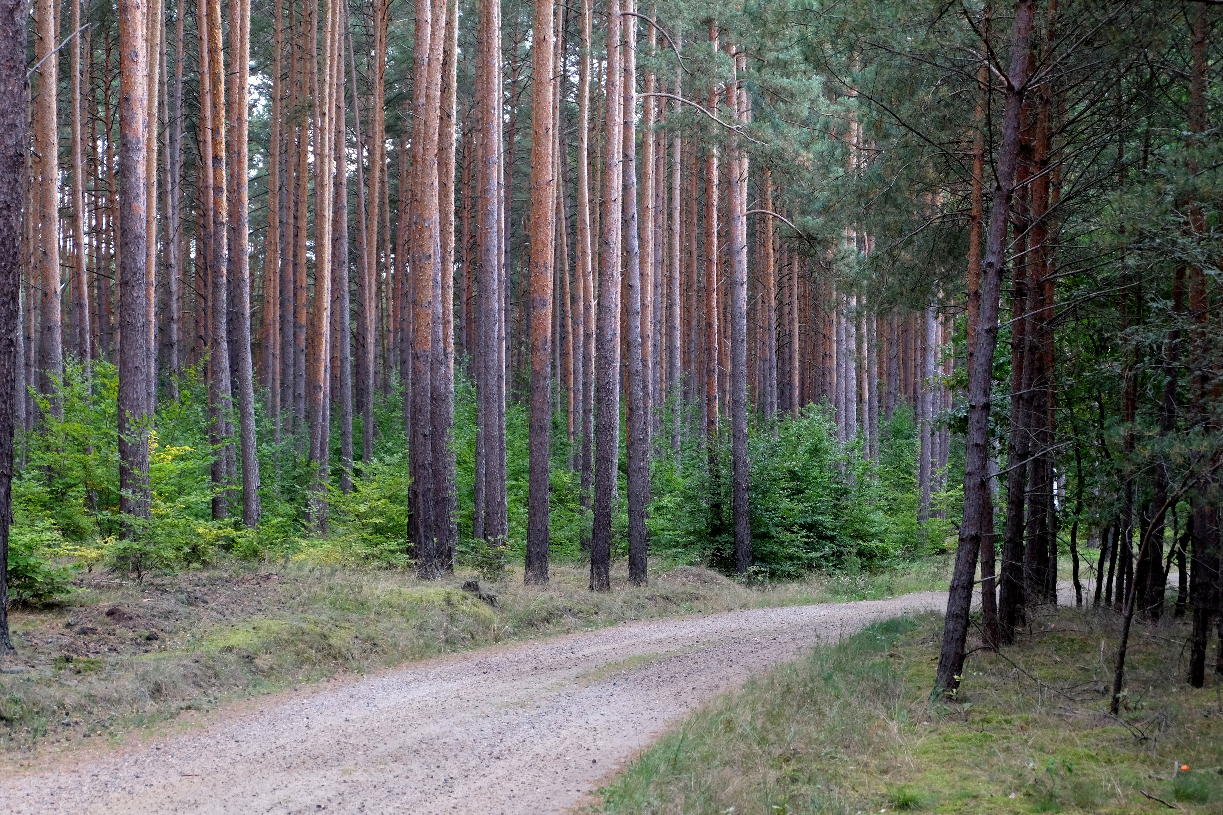 Serene Forest Path Through Tall Pine Trees · Free Stock Photo