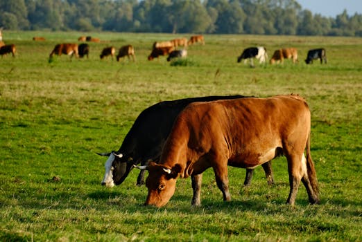 在阳光明媚的日子里，奶牛悠闲地在郁郁葱葱的绿地上吃草，捕捉到乡村宁静的精髓
