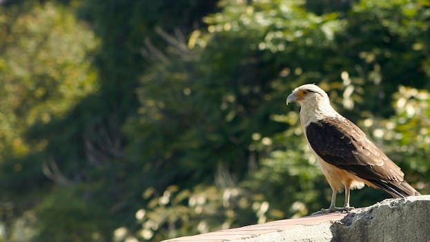 A powerful bird of prey perched in lush greenery in Cali, Colombia, during the day.