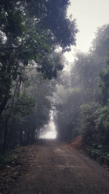 Free stock photo of cloud forest, country road, foggy morning