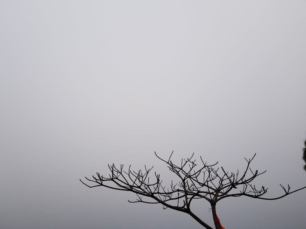Free stock photo of dead tree, foggy morning