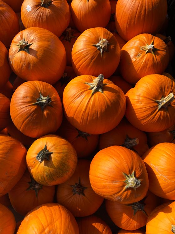 Vibrant Harvest of Orange Pumpkins in Sunlight · Free Stock Photo
