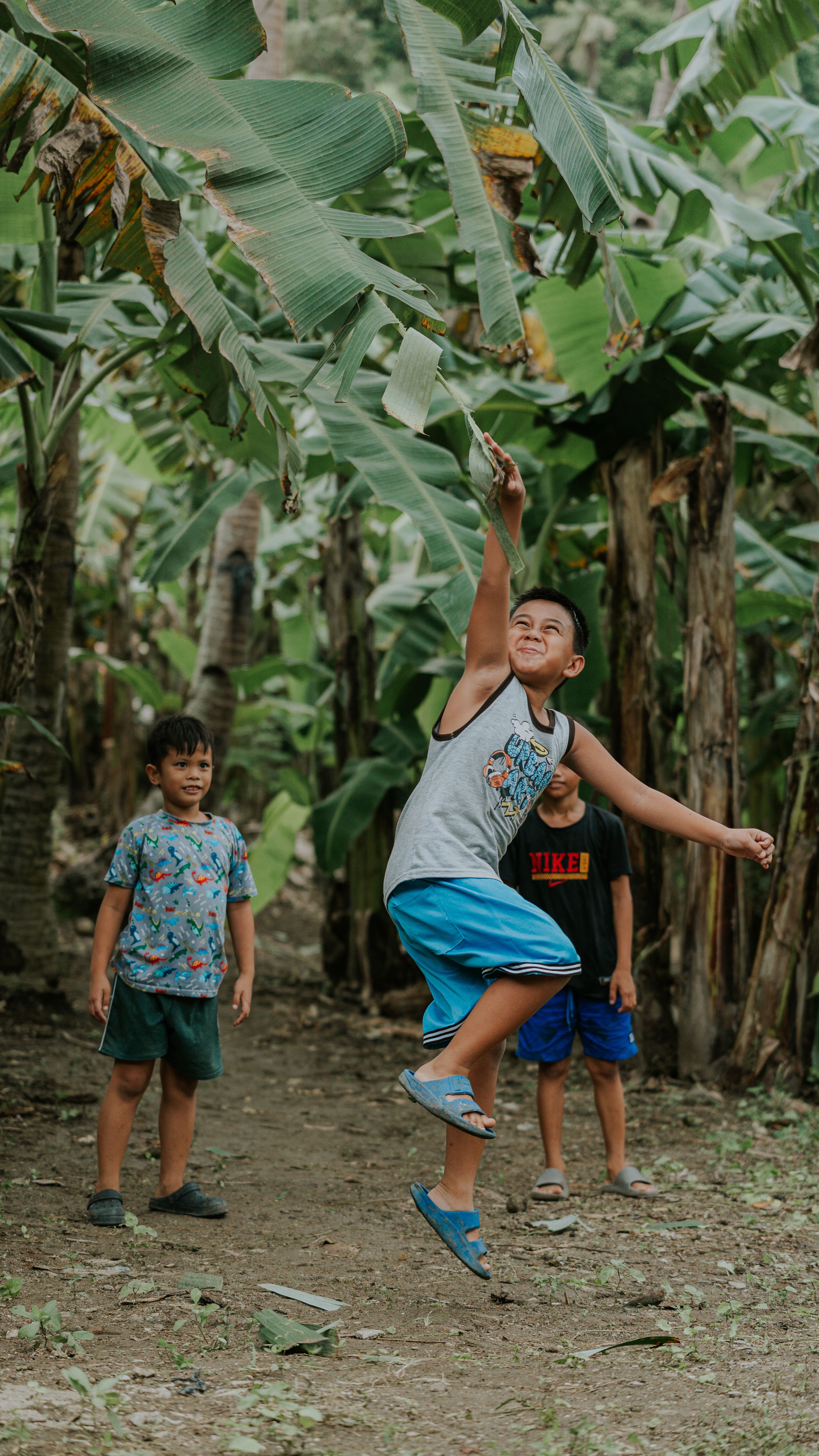 Three boys joyfully playing and jumping in a lush banana plantation.