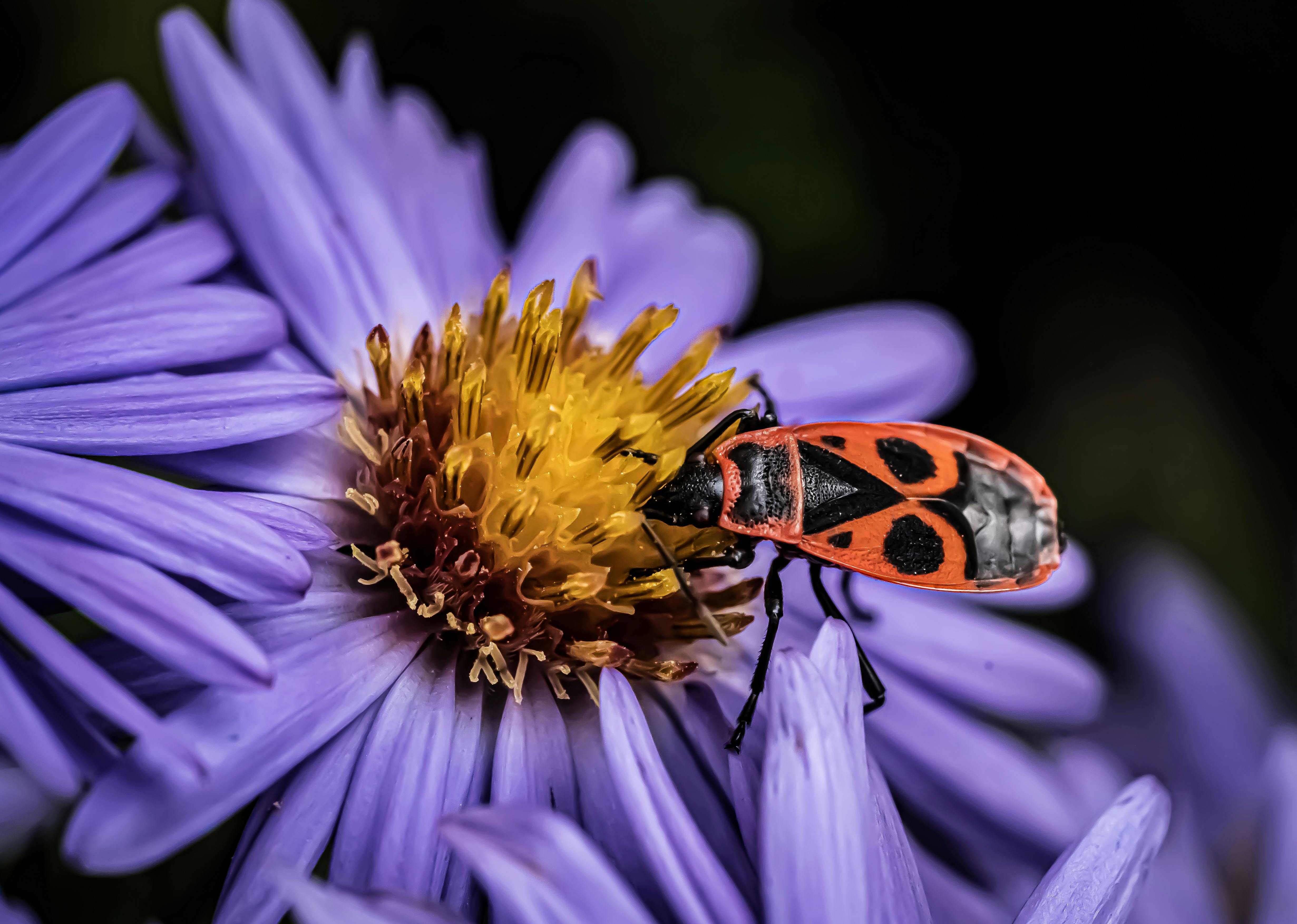 Boisea trivittata: Ciclo, morfología y manejo en templados y Sudamérica