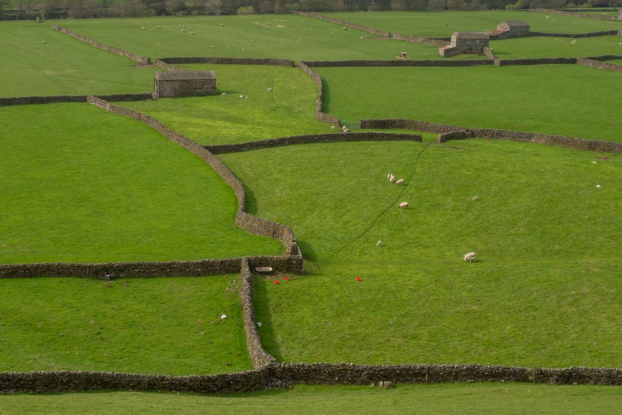 Green fields divided by old dry stone walls, with sheep grazing, classic English walking country