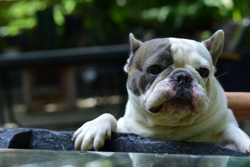 Free Adorable bulldog relaxing on a sunny summer afternoon, outdoors. Stock Photo
