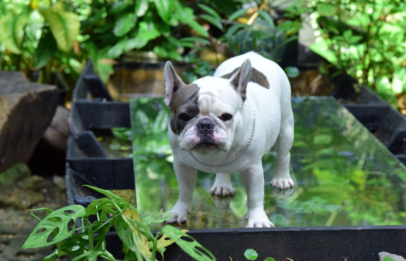 Cute French Bulldog standing outdoors on a bright day surrounded by lush green plants.