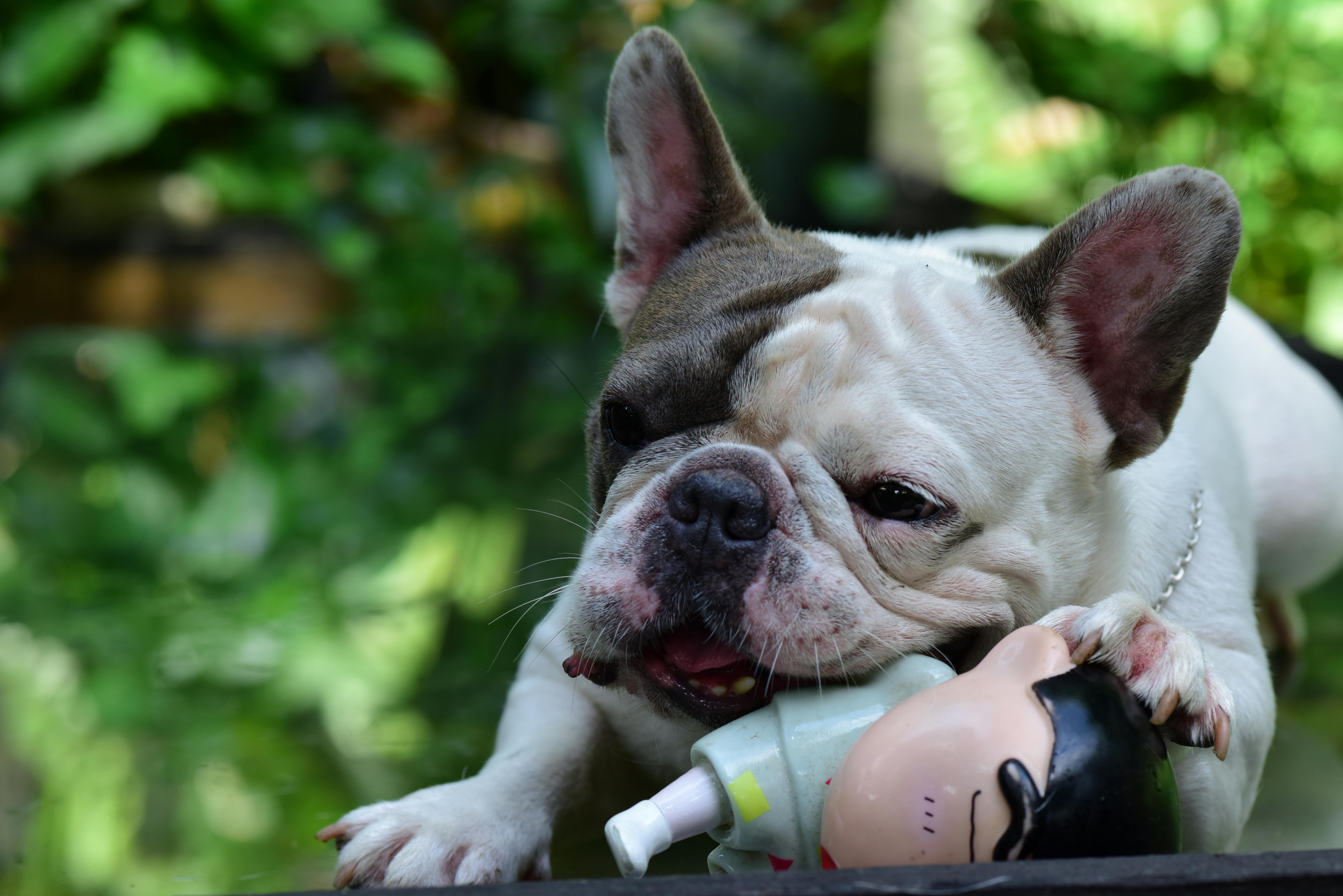 French Bulldog playfully chewing a toy in a lush outdoor setting. Captured with a DSLR camera.