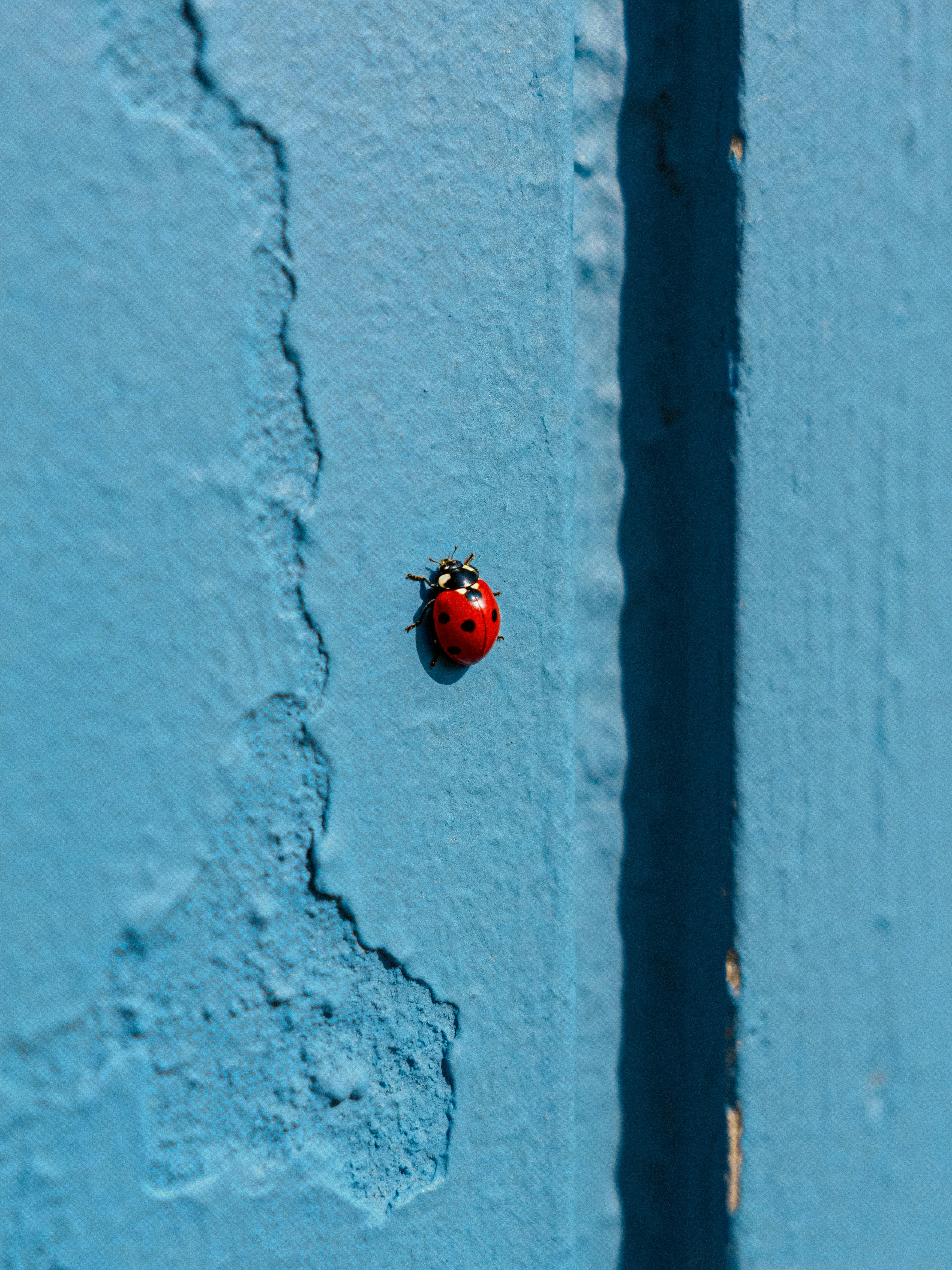 Close-up of a ladybug on a textured blue wall in Paphos, Cyprus, under sunlight.