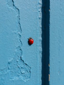Close-up of a ladybug on a textured blue wall in Paphos, Cyprus, under sunlight.