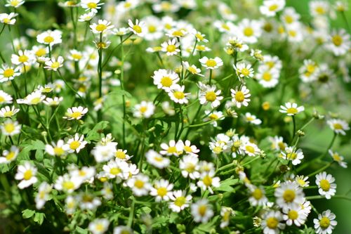 Free Fresh white chamomile flowers in full bloom on a sunny spring day. Stock Photo