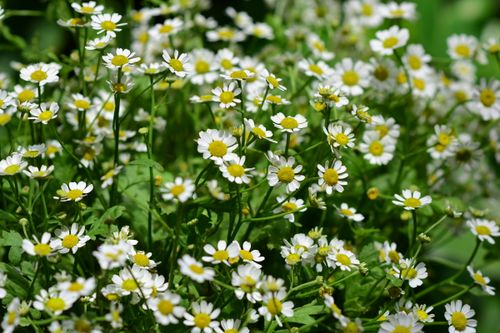 Free A lush field of daisies blooming with bright white petals and yellow centers on a sunny day. Stock Photo